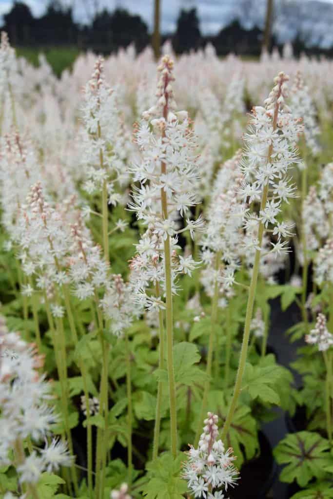 Tiarella 'Jeepers Creepers' ® ---